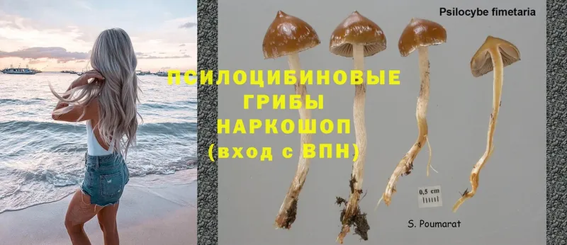 купить   Высоцк  Галлюциногенные грибы Psilocybe 